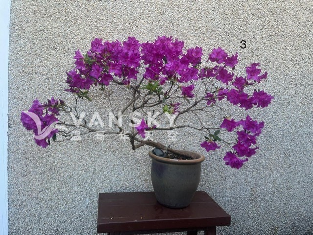 260806222915_桃红杜娟Pink azalea.jpg